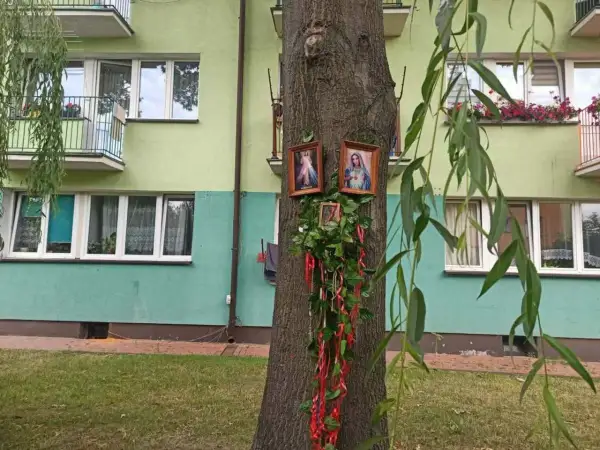 Obrazki Matki Boskiej na drzewie, ozdobione zielenią i czerwonymi wstążkami, przypominają cud w Parczewie.
