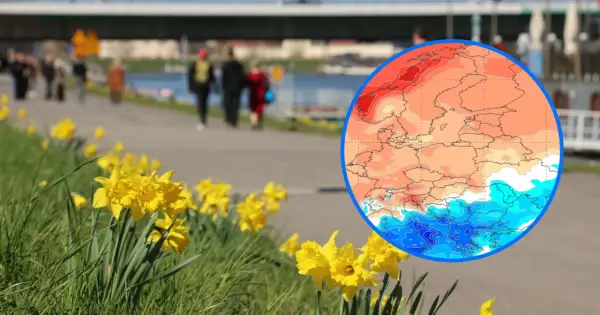 Porównanie temperatur rok do roku: wiosna z żonkilami i mapa Europy pokazująca ciepłe i zimne obszary.