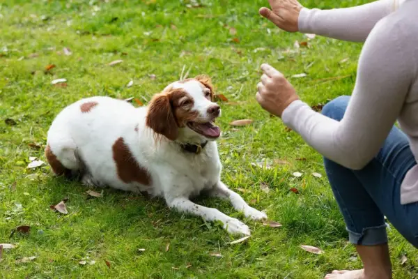 Ein Hund liegt auf einer grünen Wiese und schaut aufmerksam zu einer Person, die ihm Gesten macht. Das ist ein schöner Moment, um einen Hund zu erziehen.
