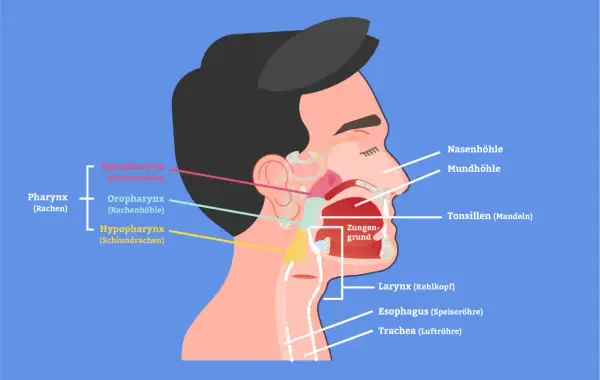 Anatomie des Kopf-Hals-Bereichs. Zeigt Larynx (Kehlkopf), Rachen und andere Strukturen. Frühzeitige Erkennung von Kehlkopfkrebs Symptomen ist wichtig.