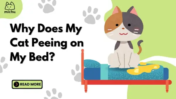 A cute cat sits on a bed with a yellow puddle, asking "Why is my cat peeing on my bed?". Learn more.