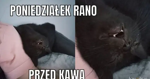 Czarny kot śpi, wygląda jakby miał koszmar. Poniedziałek rano, przed kawą. Śmieszne niedziela memy.