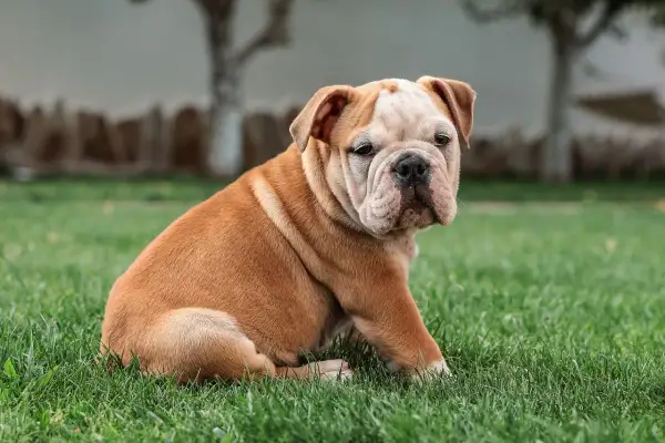 Uroczy buldog angielski siedzi na trawie, wyglądając na nieco zagubionego. Już teraz widać, jaki będzie wspaniały, kiedy pies jest dorosły.