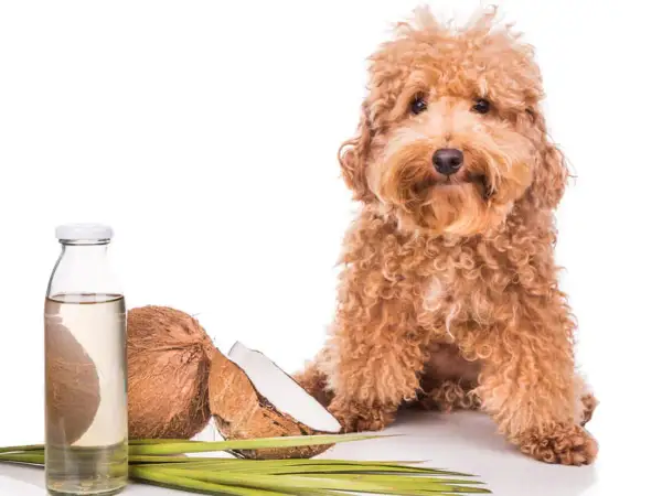 Un perro adorable junto a cocos y una botella de aceite de coco, ideal para el cuidado de tu mascota.