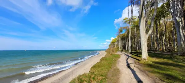 Der gespensterwald nienhagen mit seinem Strand und dem Meer unter blauem Himmel. Ein Pfad führt durch die Bäume.