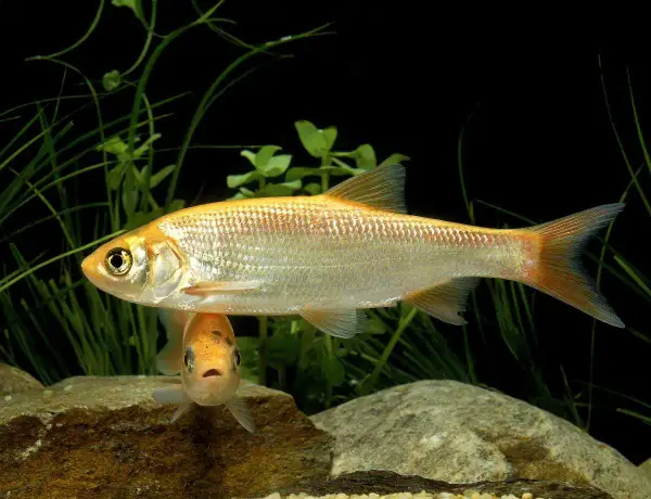 Deux poissons dorés nagent dans un bassin. L'un est plus grand et se trouve au-dessus, l'autre, plus petit, regarde vers le spectateur.