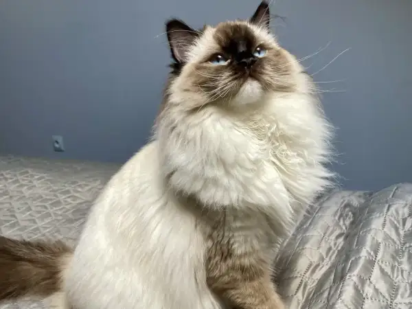 Piękny ragdoll z niebieskimi oczami siedzi na rękach, wyglądając z zaciekawieniem w górę.