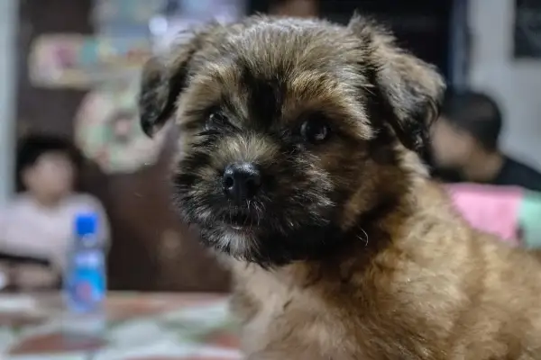 Mały piesek, może to shih tzu, patrzy zamyślony. Dlaczego shih tzu jest smutny? Może czeka na zabawę.