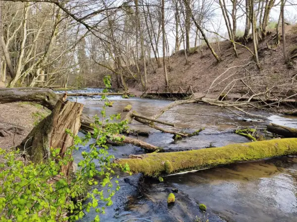 Szumy nad Tanwią szlak. Wiosenny las, strumień z powalonymi drzewami porośniętymi mchem i drewniany mostek.