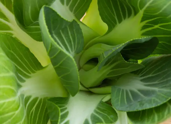Zbliżenie na soczyste, zielone liście sałaty pak choi, z widocznymi żyłkami i lekko pofałdowanymi brzegami.