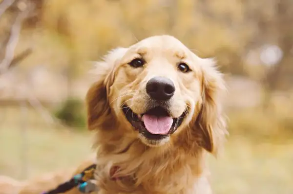 Czy golden retriever gryzie? Oto co musisz wiedzieć o ich zachowaniu