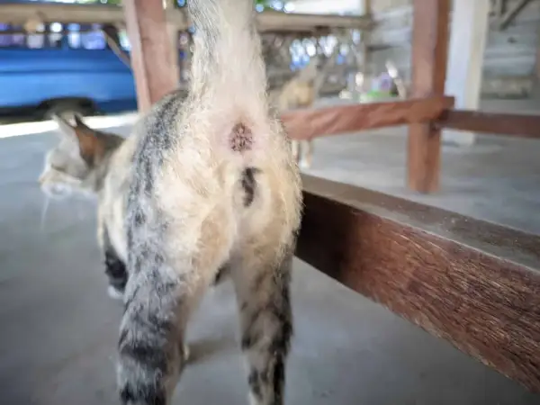 Close-up of a cat's rear end, showing its tail and the area where anal glands are located. Yes, cats have anal glands.