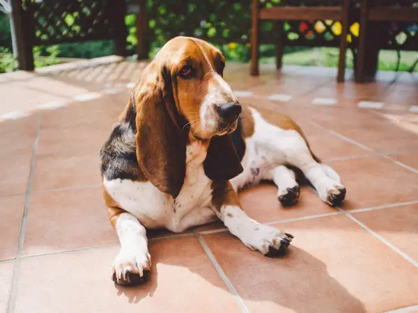 Un Basset Hound, un ejemplo de razas de perros medianos tranquilos, descansa en un patio soleado.