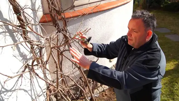 Jak przycinać wisterię, aby uniknąć błędów i cieszyć się kwiatami