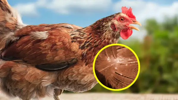 Nahaufnahme eines braunen Huhns mit hervorgehobener Federstruktur, die das Aussehen roter Vogelmilben zeigt.