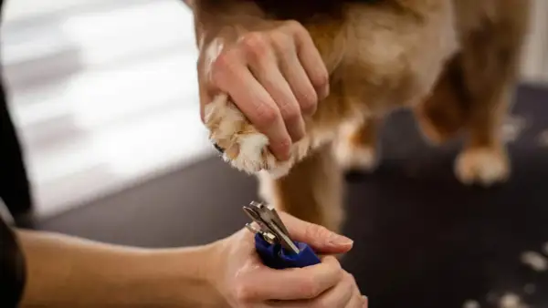 Persona corta las uñas negras de un perro con cuidado.