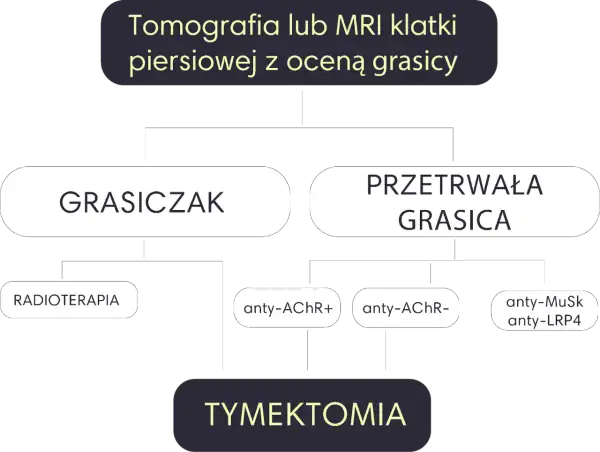 Schemat diagnostyki i leczenia miastenii: grasiczak, przetrwała grasica, radioterapia, tymektomia, przeciwciała anty-AChR, anty-MuSk, anty-LRP4.