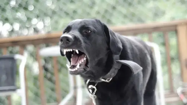 Perro negro con rabia, mostrando sus colmillos afilados.