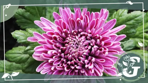 Eine prächtige, pinke Chrysantheme im Topf entfaltet ihre Blütenblätter. Grüne Blätter bilden den Hintergrund.
