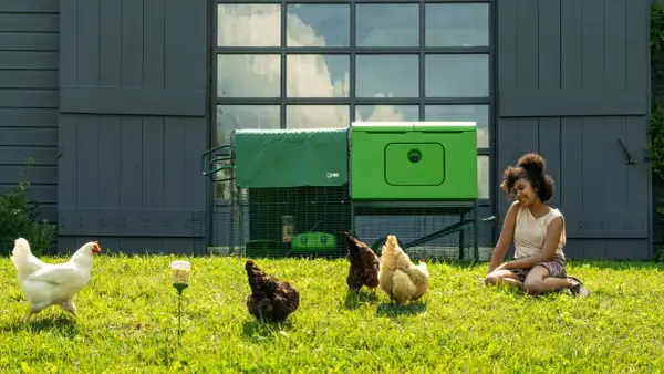 Ein Mädchen sitzt im Gras neben einem Hühnerstall. Wie viel Quadratmeter braucht ein Huhn im Stall? Hier sind vier Hühner, die im Gras herumlaufen.