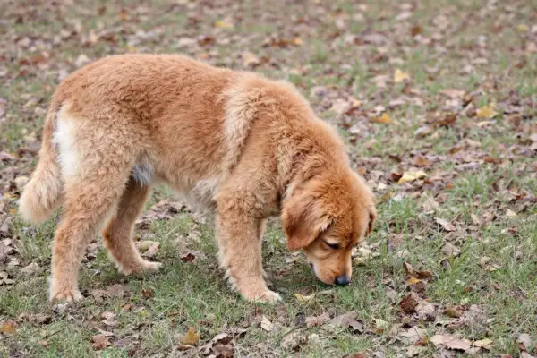 Mon chien mange beaucoup d'herbe d'un coup, le museau dans le gazon parsemé de feuilles mortes.