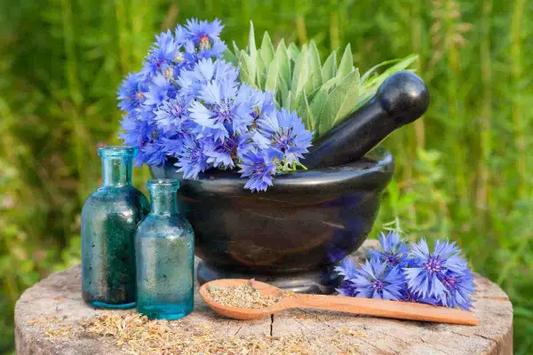Fiori di fiordaliso in vaso, con erbe e boccette antiche, pronti per preparare rimedi naturali.
