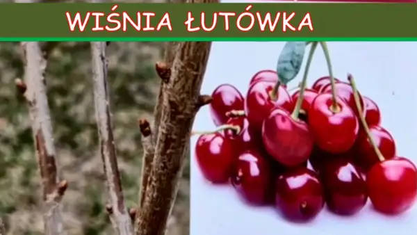 Gałązki wiśni łutówki z pąkami obok kiści dojrzałych, błyszczących wiśni.
