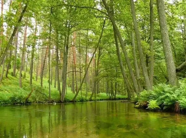Spływ kajakowy Marózka - idealna przygoda wśród natury i spokoju