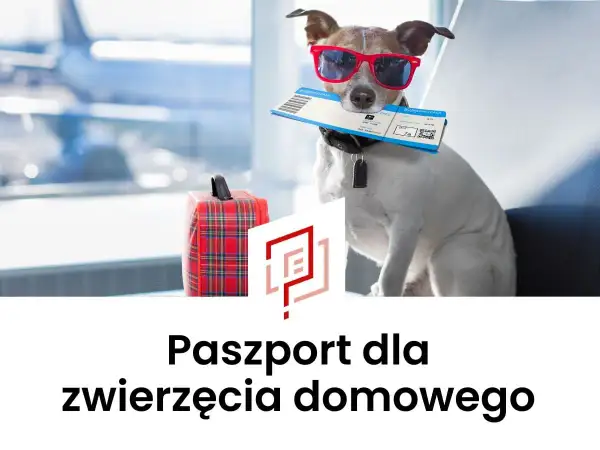 Pies w okularach przeciwsłonecznych trzymający bilet lotniczy, obok walizka, w tle samolot.