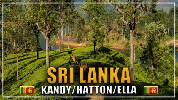 Zielone plantacje herbaty w Sri Lance, w okolicach miast Kandy, Hatton i Ella. W tle jezioro i drzewa.