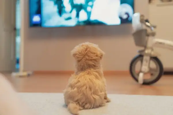 Mały, puszysty piesek siedzi na dywanie i z zaciekawieniem ogląda telewizor. Tak jak widzi pies telewizor – w ruchu i kolorach.