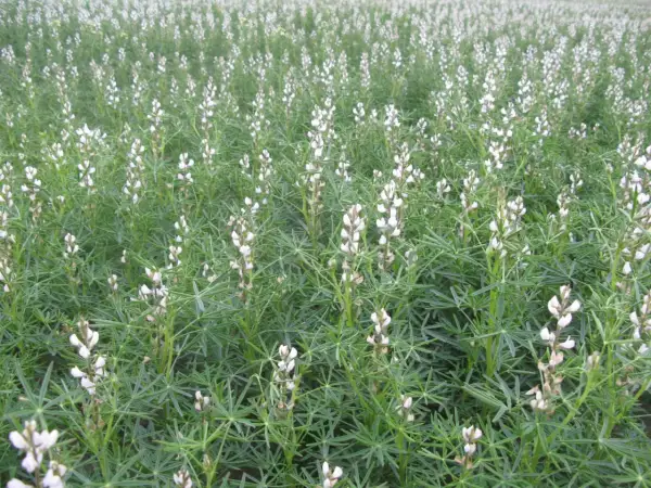 Pole obsadzone łubinem. Białe kwiaty łubinu tworzą gęsty dywan na zielonym tle liści. Uprawa łubinu w pełni rozkwitu.