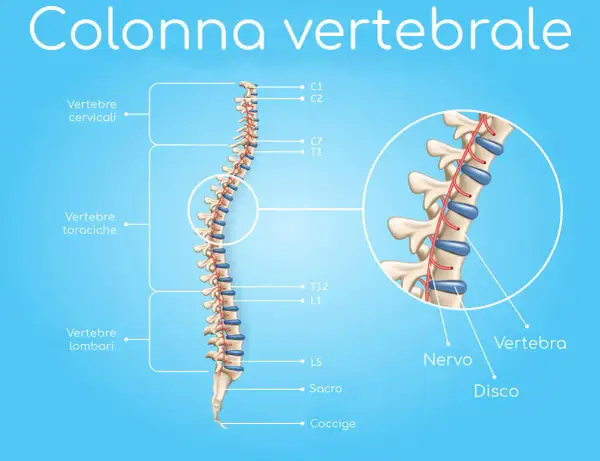 Illustrazione della colonna vertebrale con dettagli su vertebre cervicali, toraciche e lombari. Un ingrandimento mostra nervi e dischi, utili per comprendere la spondilo artrosi.