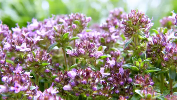 Zarte violette Blütenköpfe von Thymian, die sich perfekt für herzhafte Gerichte eignen.