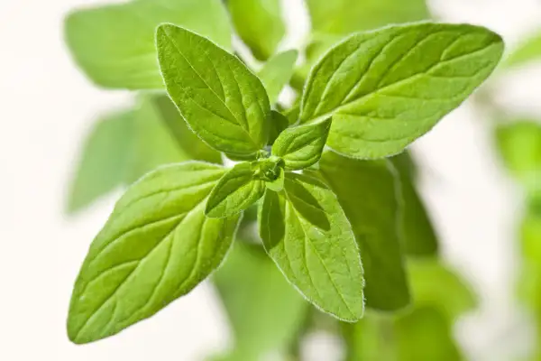 Frische Oregano-Blätter, ideal für die Kräutergartenpflege.