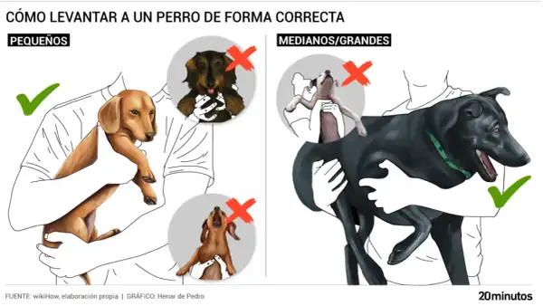 Ilustración muestra cómo levantar perros pequeños y grandes correctamente. Evita que tu perro te monte con estas técnicas.
