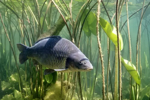 Ein Amur Fisch schwimmt zwischen Seerosenblättern und Wasserpflanzen.