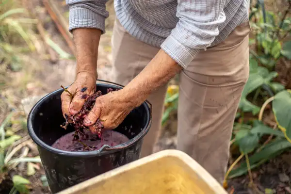 Mani che pigiano uva in un secchio, un gesto che racchiude il significato del vino biodinamico: rispetto per la terra e per il frutto.