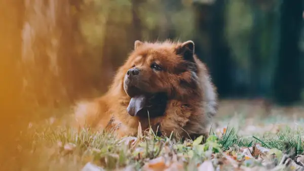 Puszysty pies rasy chow chow leży na trawie, z językiem na wierzchu.