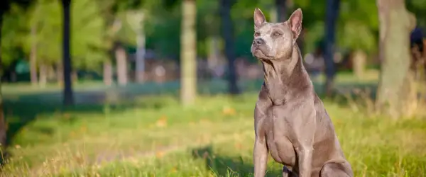 Szlachetny pies rasy thai ridgeback, szary, siedzi na trawie. Zastanawiasz się nad thai ridgeback cena?
