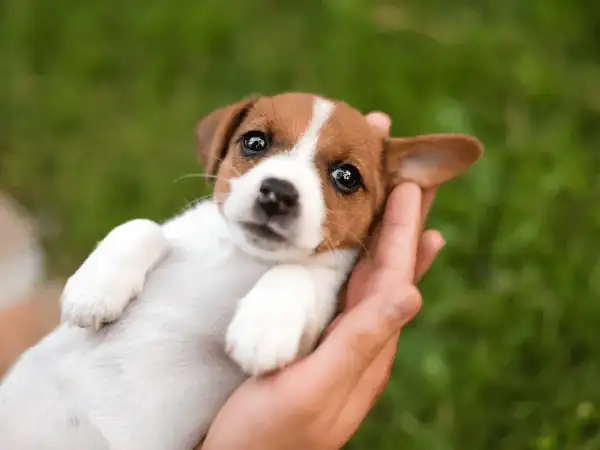 Uroczy szczeniak Jack Russell Terrier w dłoniach, idealny kandydat na imiona dla psa na A, jak Apsik czy Astro.