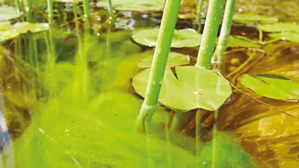 Eau trouble d'un étang, avec des nénuphars et une algue plante verdâtre flottant à la surface.
