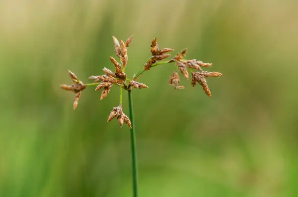 Tige verte portant des inflorescences brunes de scirpus lacustris, avec un fond flou de verdure.