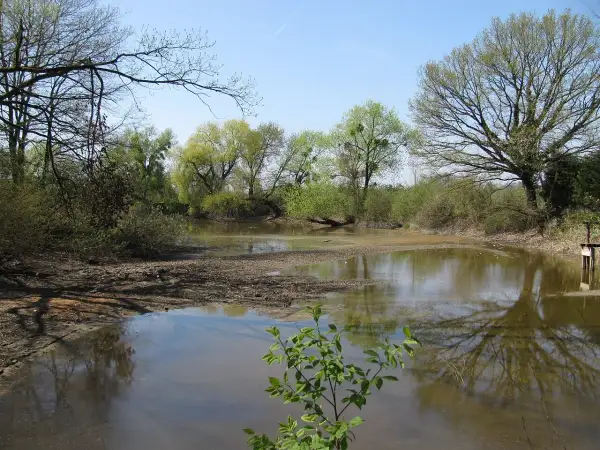 Ein ruhiger Teich im Eriskircher Ried spiegelt die umliegenden Bäume und den blauen Himmel wider.