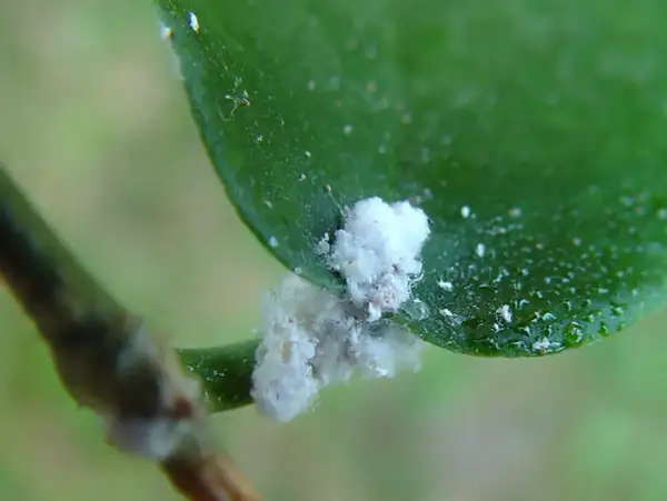 Vita, luddiga ohyra, troligen ullöss, angriper en grön växt. De ser ut som små bomullstussar på blad och stjälk.