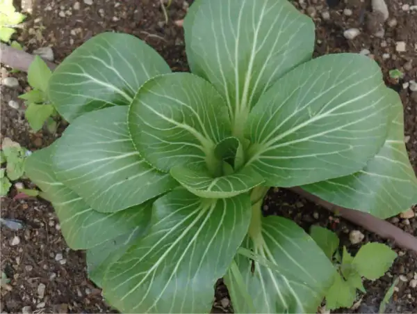 Un giovane pak choi cresce nel terreno, le sue foglie verdi brillano di venature bianche.
