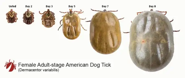 Cuántas patas tiene una garrapata y por qué es importante saberlo