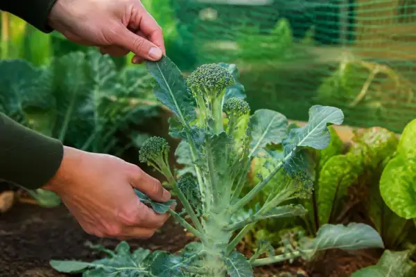 Hände prüfen den frischen Brokkoli im Garten. Die Erntezeit ist gekommen, und die grünen Röschen sind bereit.