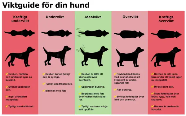 En guide för att bedöma din hunds vikt. Visar silhuetter av hundar från underviktig till kraftigt överviktig, med beskrivningar av kroppens former och fett. En fet hund har svårt att känna revbenen.