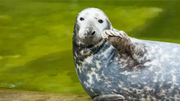 Foka w zoo nad morzem pozdrawia, unosząc łapę. Jej szare futro w cętki lśni w zielonej wodzie.